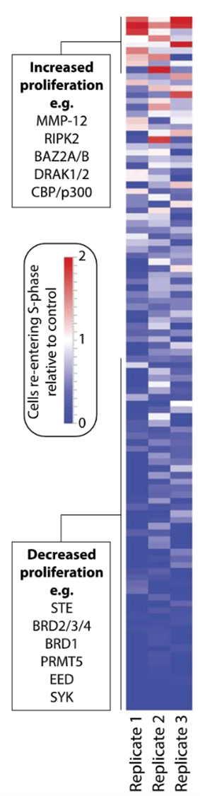 Heatmap of EdU quantification data