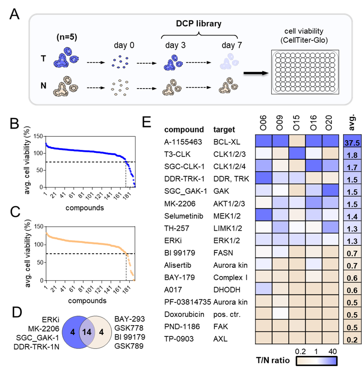 Schematic workflow and viability on tumor and normal organoids