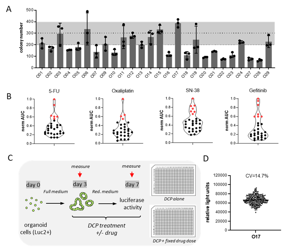 image showing result for therapy re-sensitization of drug resistant organoids