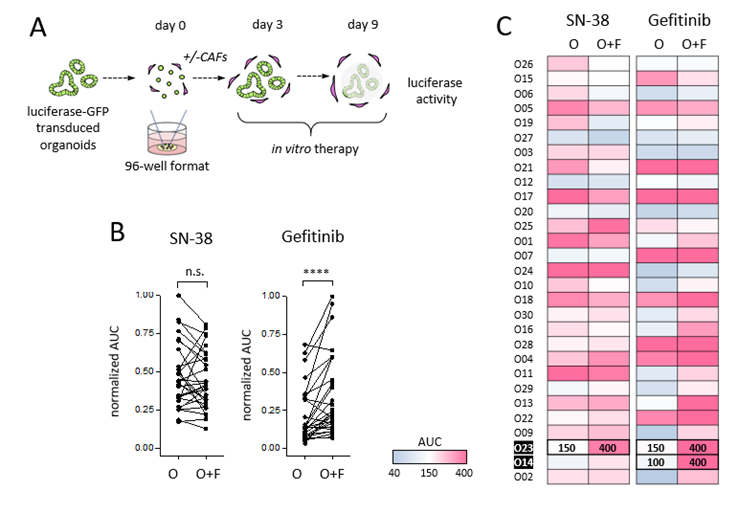 Images depicting pharmacotyping of organoid-stroma biobank