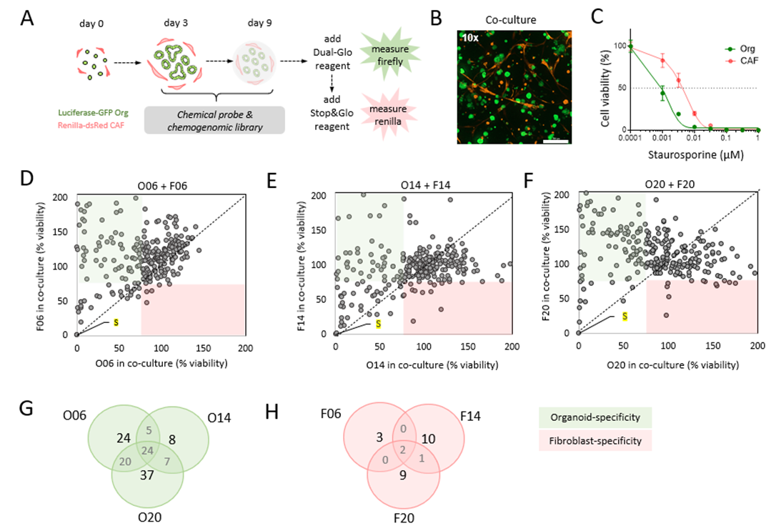 Images showing identification of compartment-specific drug sensitivities in CRC organoid-stroma co-cultures