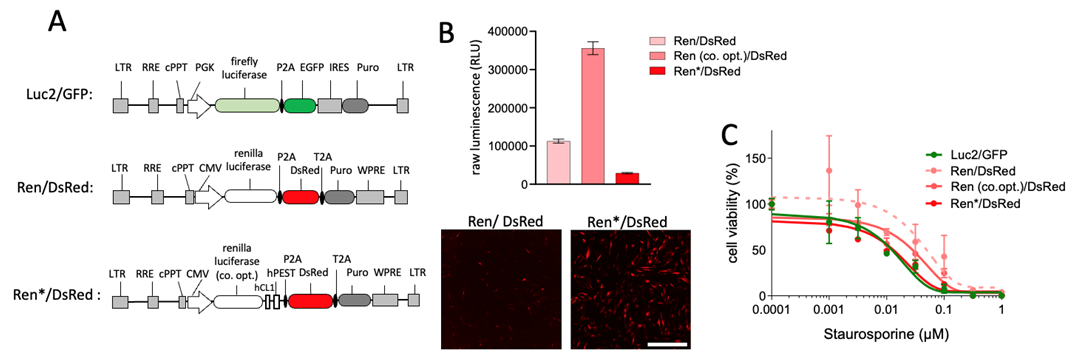 Optimization of renilla luciferase lentivirus in CAFs.