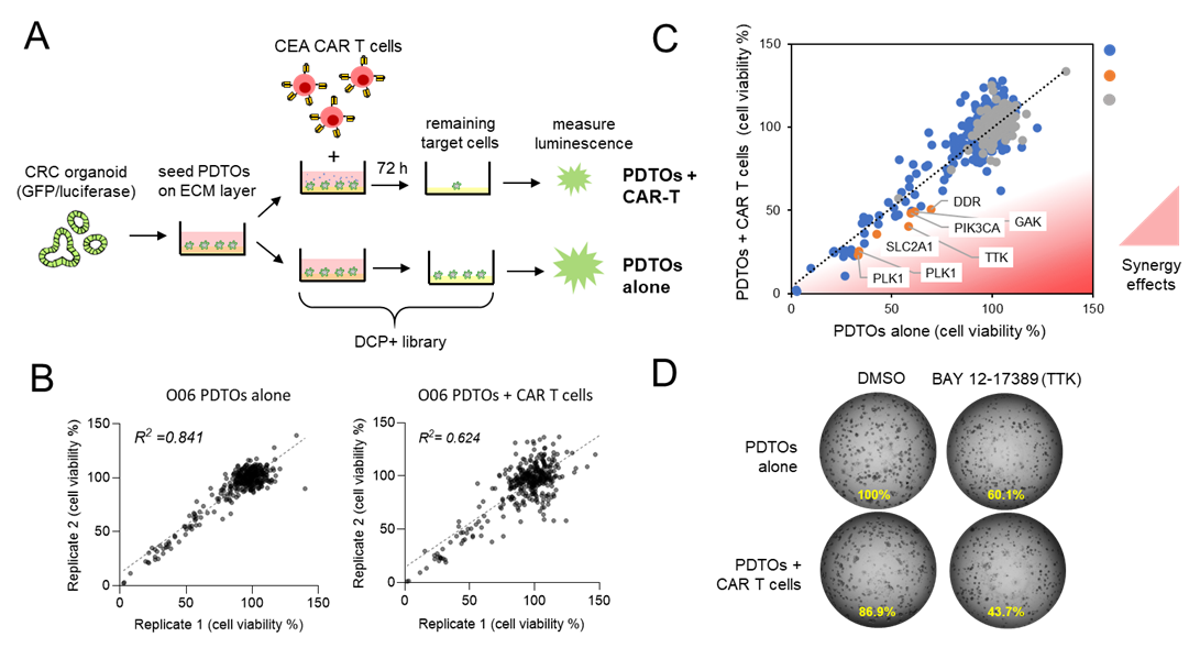 Pharmacologic synergy screen to enhance CAR-T cell efficiency against CRC organoids