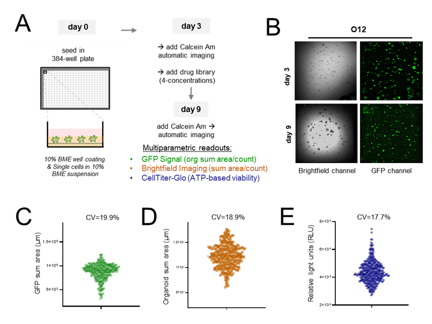 384 well assay development of CRC organoids using multiparametric readouts.